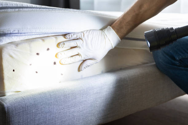 Best Local Pest Control Services  in Fountain Inn, SC